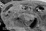 8 - Concettacoli immersi nello spessore del tallo